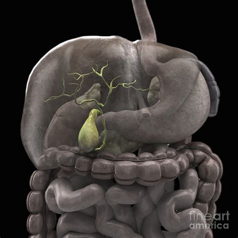 The Gallbladder Photograph By Science Picture Co Pixels