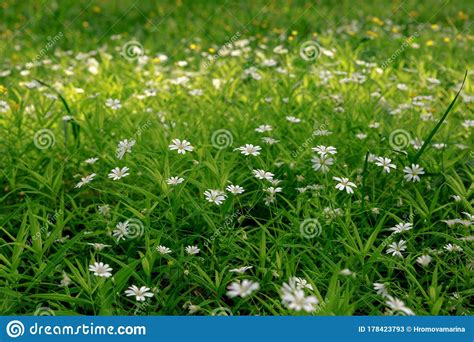 Obtenha um segundo vídeo stock com 10.000 segundos de small white flowers in spring a 29.97fps. Texture Of Little White Spring Flowers Of Asterisk On A ...