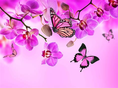 39 Pink Butterfly Wallpaper Flower