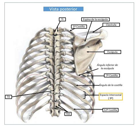 Ecografía De La Columna Vertebral Torácica Dolopedia