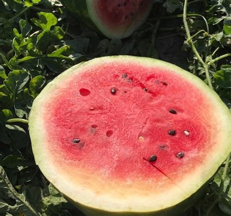 Watermelon Panhandle Agriculture
