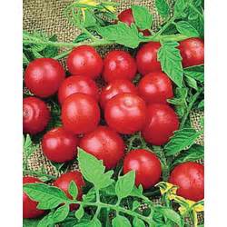 Small Red Cherry Tomato Seeds Non Gmo Organic Heirloom High Yield Fresh