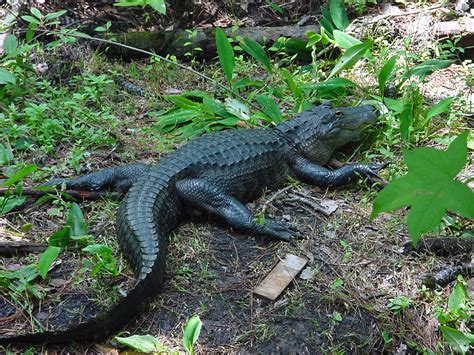 Alligators Tram Tour Florida State Parks
