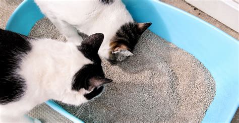 5 Best Cat Litters For Multiple Cats 2024 Review Miss Cats