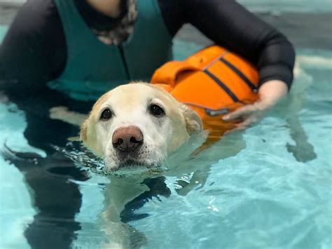 8 Most Asked Questions Answered About Hydrotherapy For Dogs