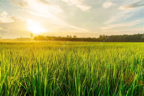 Premium Photo Rice Field With Sunrise Or Sunset In Moning Light