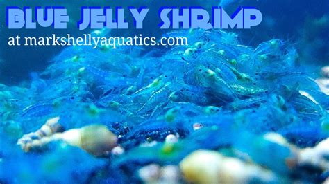 Blue Jelly Shrimp At Markshellyaquatics Com YouTube