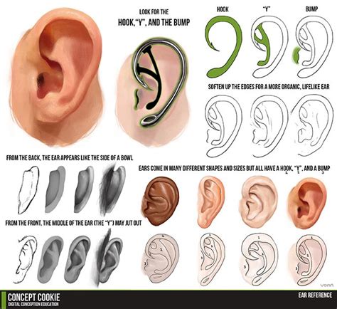 86 Best Images About Character Anatomy Ears On Pinterest