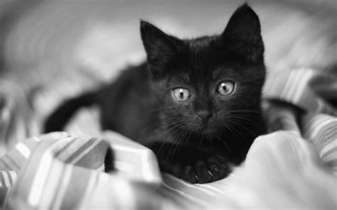 So find a black cat and appreciate it. National Black Cat Appreciation Day 2018 - National and ...