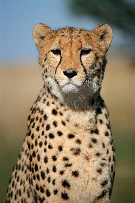 Balineses with limited registration are only allowed to be raised as pets. Cheetah Portrait, South Africa Stock Image - Image of ...