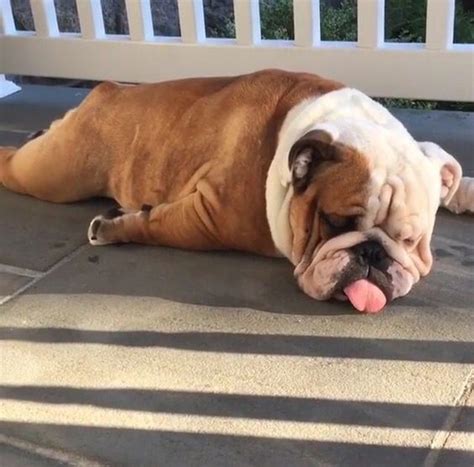 44 English Bulldogs Sleeping In Totally Ridiculous Positions In 2020