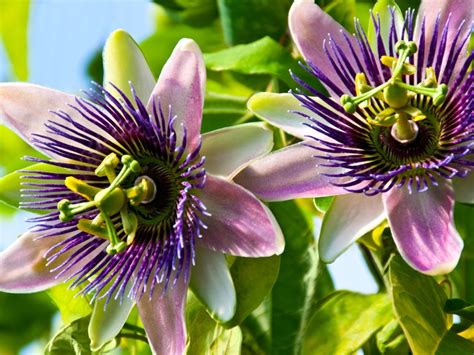 Passion Flower Care Tips For Growing Passion Flowers Gardening Know How
