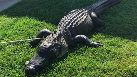 Aggressive 10 Foot Alligator Caught After Being Seen Sneaking Up On
