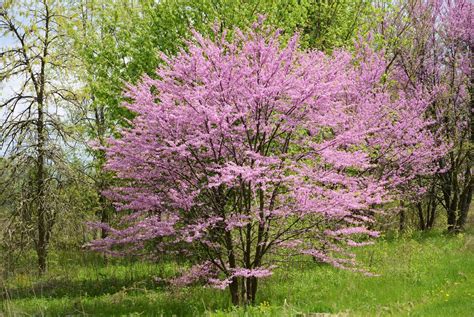 Maybe you would like to learn more about one of these? The 10 Most Beautiful Ornamental Trees For Your Yard - The ...