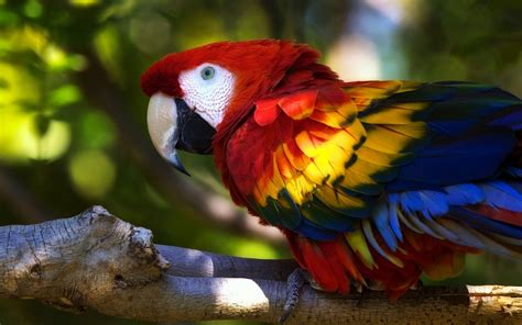 Parrot Animals Birds Colorful Wallpapers Hd Desktop And Mobile Backgrounds