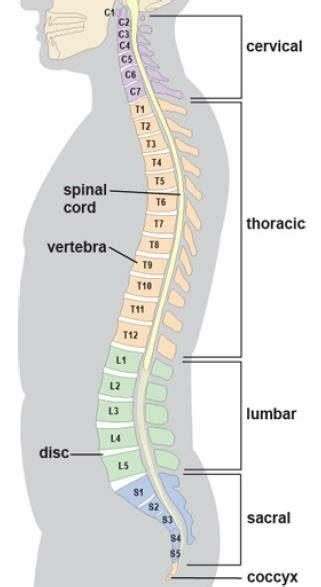 Five Segments Of The Spinal Column 20 Download Scientific Diagram