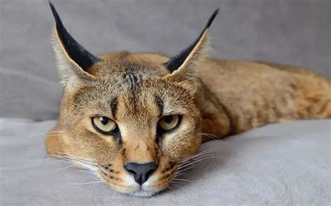 15 Most Dangerous Cat Breeds In The World