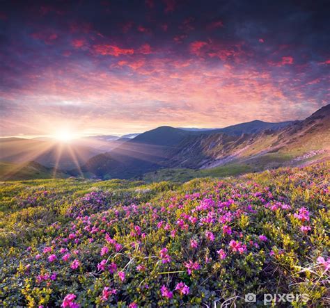 Magic Pink Rhododendron Flowers In The Summer Mountain Wall Mural