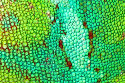 Panther Chameleon Furcifer Pardelis Close Up Of Skin Alex Hyde