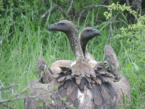 Almost 50 Vultures Killed In Mass Poisoning In Zululand Sapeople
