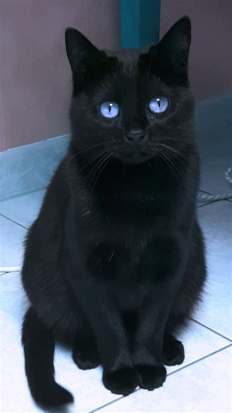Black Cat Breeds Kitten Pets Lovers