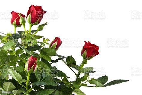 Red Rose Bouquet Isolated On White Stock Photo Download Image Now