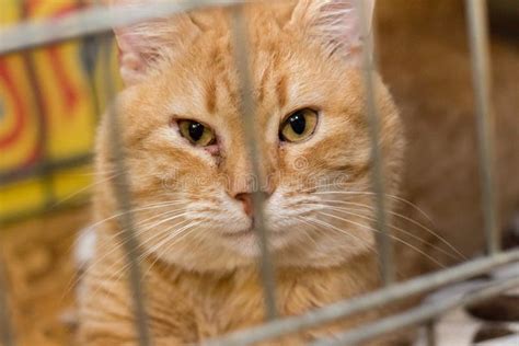 Sad Cat In The Cage Of The Shelter Stock Photo Image Of Adoption