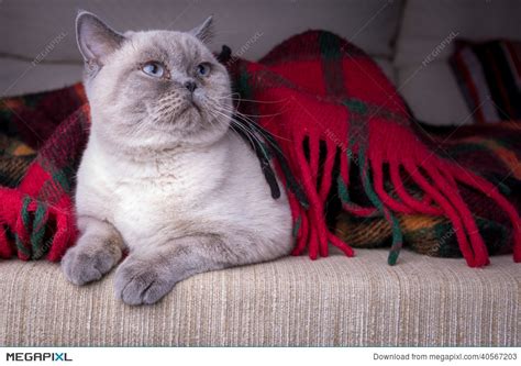 Gambar kucing comel dan cute a logamaya auto design tech. British Shorthair Colorpoint Kitten - 81021+ Nama Untuk ...