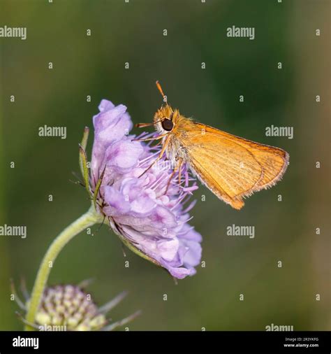 Thymelicus Sylvestris Known As The Small Skipper Butterfly Stock Photo