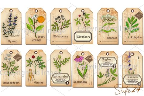 Medicinal Herbal Apothecary Labels With Info Graphic Printable Etsy