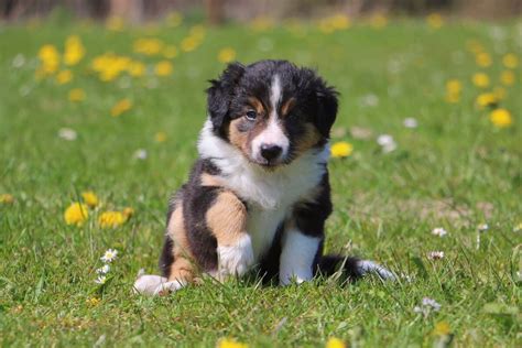 Tri Color Border Collie Facts Genetics And Faqs With Pictures