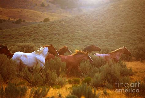 Wild Horses Sunset