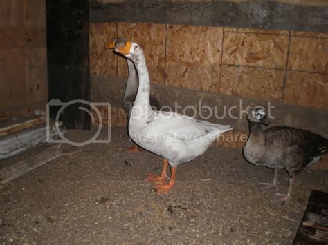 Goose Rescue Need Help Sexing And Iding Backyard Chickens