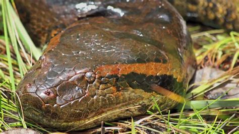 In Search Of The Giant Green Anaconda Eunectes Murinus Video Youtube