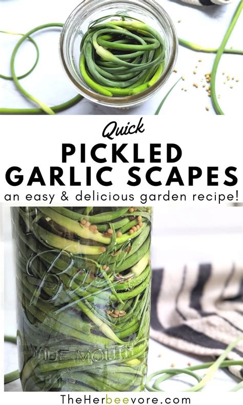 Quick Pickled Garlic Scapes Recipe The Herbeevore