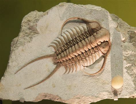 Study Sudden Explosion Of Cambrian Period Animal Life