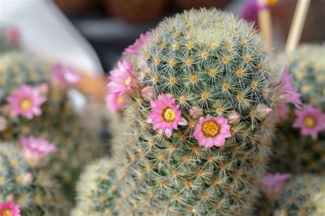 Ver más ideas sobre frases de cactus, cactus, frases. Cómo reproducir cactus paso a paso