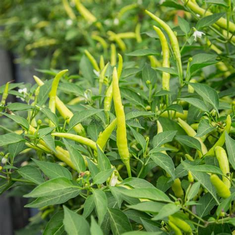 Green Chili Pepper Plant On Field Agriculture In Garden Stock Photo