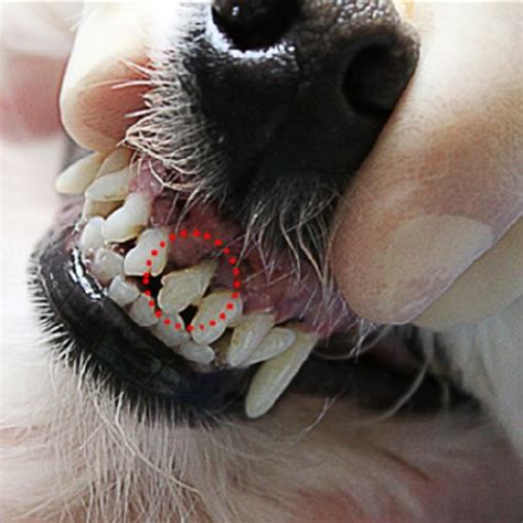 Pdf Periodontal Disease In Dogs