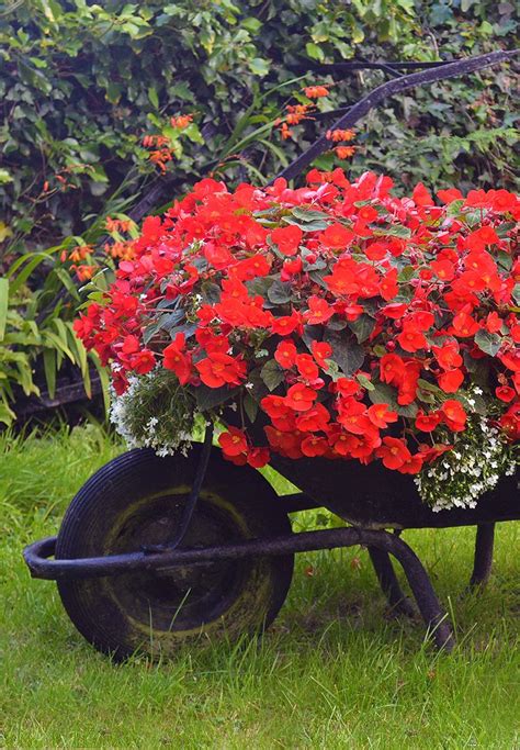 Wheelbarrow Planter Filled With Flowers Including Red Begonias Today