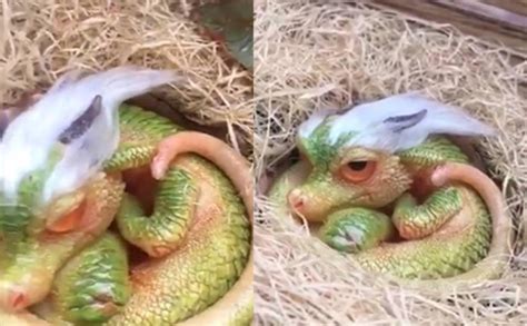 The Cute Baby Dragon Goes Viral In Thailand
