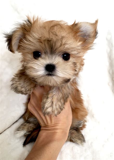 Professional teacup yorkie breeders raising beautiful and healthy quality teacup yorkies for sale. Micro Teacup Morkie puppy for sale! | iHeartTeacups