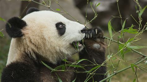 Ctv Your Morning Giant Pandas No Longer Endangered After Years Of