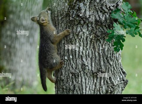 Gray Fox Urocyon Cinereoargenteus Kit Climbing Tree Stock Photo Alamy