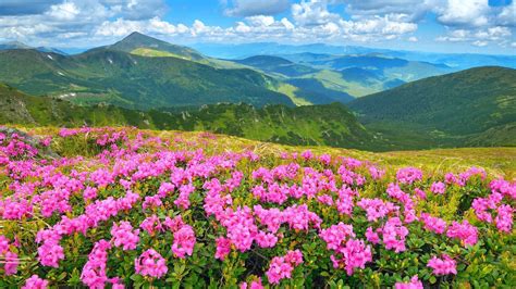 Mount Sopris Colorado Usa Wild Flowers Pink Rhododendron Summer