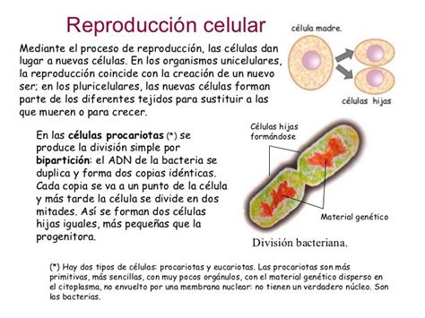 Reproduccion De Las Celulas Eucariotas Y Procariotas Consejos Celulares