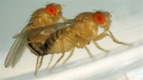 Sex Flies And Videotape A Detailed Look Into How Fruit Flies Copulate