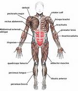 Human Muscles Core Pictures