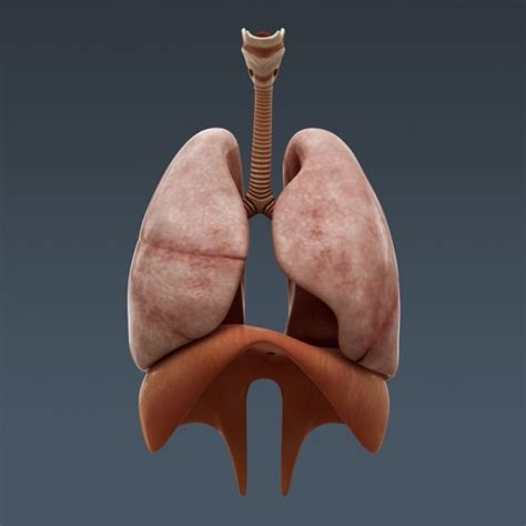Learn about human anatomy and the complex processes that. Human Female Body Muscular Respiratory Sys... 3D Model ...