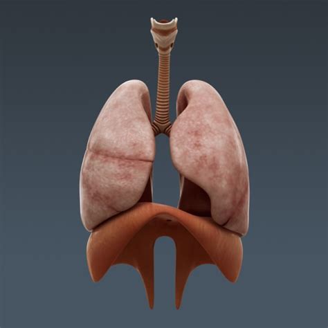 Free for commercial use no attribution required high quality images. Human Female Body Muscular Respiratory Sys... 3D Model .max .obj .3ds .fbx .c4d .lwo .lw .lws ...